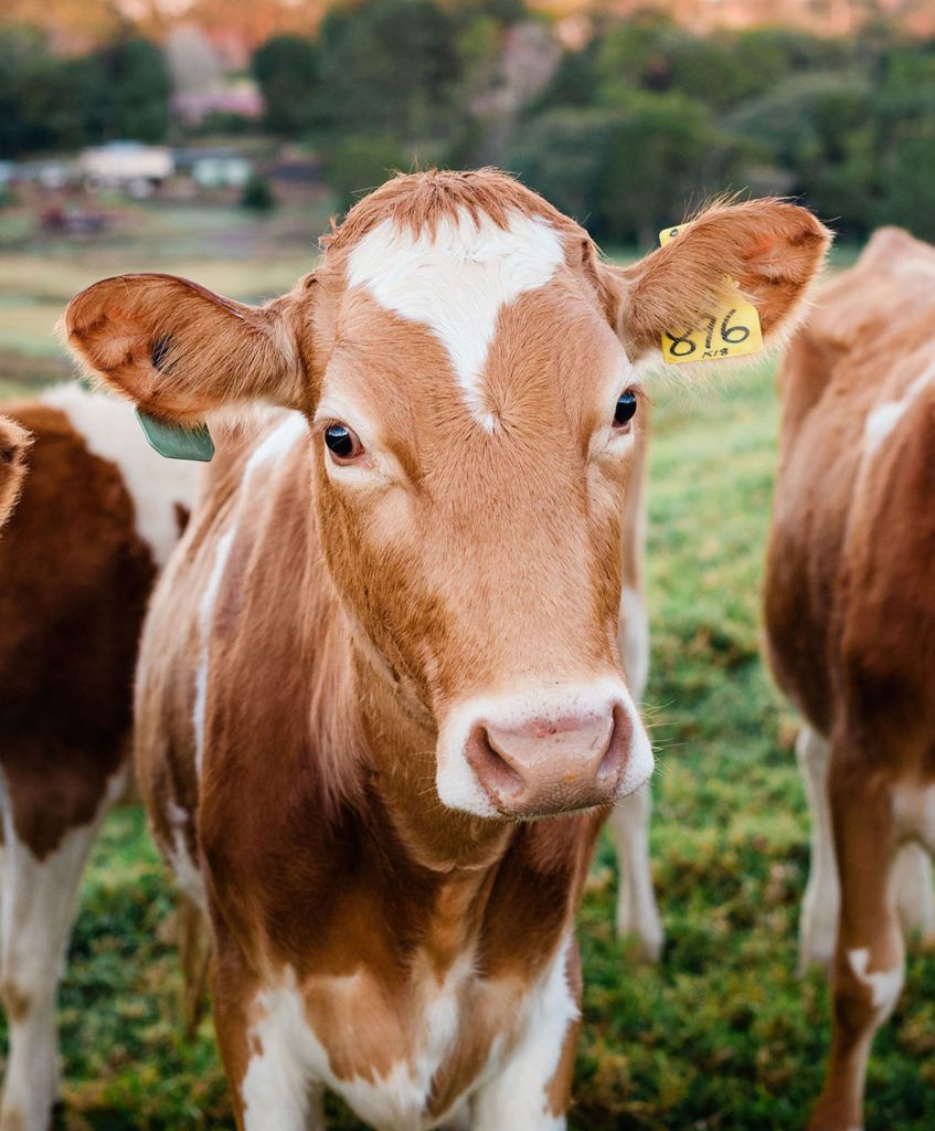 Maleny Food Co Cow